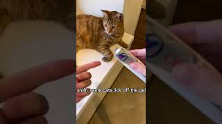 How to easily and simply brush your cat’s teeth cats shorts [upl. by Wendel]