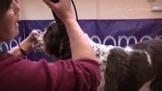 Grooming Guide  English Springer Spaniel  PetSalon  ProGroomer [upl. by Geordie]