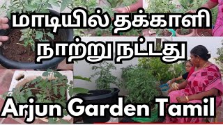 மாடியில் தக்காளி நாற்று நட்டது  ArjunGardenTamil  Maadi Thottam Tamil  maadithottam [upl. by Oinotnaesoj]