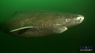 Greenland Sharks  SHARK ACADEMY [upl. by Waldman]