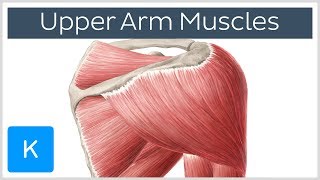 Muscles of the upper arm and shoulder blade  Human Anatomy  Kenhub [upl. by Siduhey]