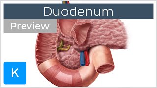 Duodenum function and overview preview  Human Anatomy  Kenhub [upl. by Freed25]