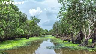 Tra Su cajeput forest  The Green Lung of Southwest region [upl. by Enier]