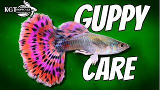 Guppy Fish Care 10 Things You Should Know About Guppies Great Beginner Fish [upl. by Heiner]