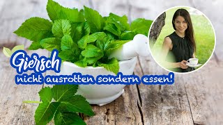 Giersch erkennen – 🌿 Wildkraut und echtes Superfood  nicht ausrotten sondern essen wildkräuter [upl. by Sellma]