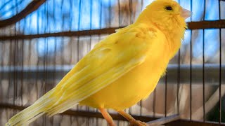 The ultimate canary singing video from a legend  Powerful training song [upl. by Warfeld]