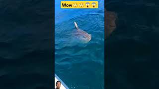 sunfish shark oceanwhale shortsanimals sunfish show alone [upl. by Norrehs177]