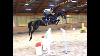 2017 stallion Chapeau TN  Verdi [upl. by Ytte]