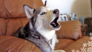 My Siberian Husky Howling Like Crazy  Make your Dog Howl [upl. by Dadelos]