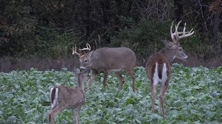 Food Plots Annuals Versus Perennials [upl. by Olette37]