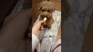 りんごを食べるネロくん🍎ちゃんとマテできるよ🫷 癒し動画 トイプードル dog 犬動画 犬のいる暮らし [upl. by Delmore]