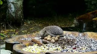 A Forest Nook for Birds and Wild Animals October 30 2024 [upl. by Joela738]