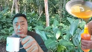 harvesting paradise plant leaves and smallest honey bees in my farm [upl. by Acissehc]