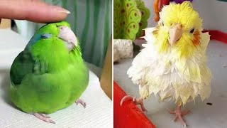 Smart And Funny Parrots Parrot Talking Videos Compilation 2023  Cute Birds 42 [upl. by Eanod]