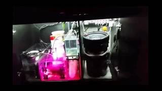 Red Sea Reefer 350  Affordable LED Sump lighting [upl. by Chico210]