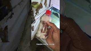 ‼️🐠🐟 Easy Ramirazi Fish Breeding ‼️tamil trending fish [upl. by Ecinom]