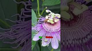 Passionflower Natures Solution for Anxiety and Sleep [upl. by Toma]