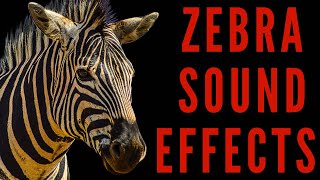 WHAT KIND OF NOISE DOES ZEBRA MAKE  Zebra Sound Effects  maktubytv [upl. by Oriole254]