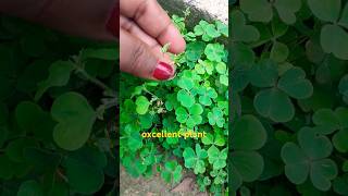 oxalis plantoxalis Science Botany plant short [upl. by Yi]