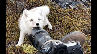 Encounter a young wild white Arctic Fox in Greenland [upl. by Nicky]