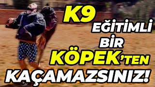 Engel Tanımayan K9 Eğitimli Köpekler REEF K9 MALİNOİS ve DOBERMAN KÖPEK ÇİFTLİĞİ [upl. by Cerallua]