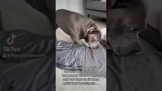 Where have you been dogs staffies bluestaffy cutedog [upl. by Snoddy]