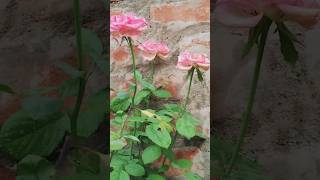 Rose Garden at Home 😁🏡 music flowers rose gardeningtips happy family [upl. by Annaoj]