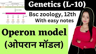 genetics L10operon model in Hindi bsc 3rd year zoology knowledge adda lion batch [upl. by Montfort]