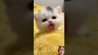 有趣的时刻 爱猫的人们 搞笑的猫 funny pets kitten funnymoments giaitritonghop cat catdancer catlover [upl. by Prouty]