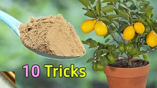 10 TRICKS TO GROW LOTS OF LEMONS  HOW TO GROW LEMON TREE IN POT  CITRUS TREE CARE [upl. by Nilam]