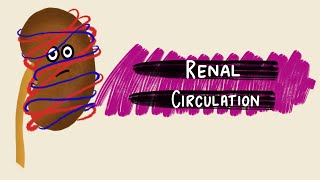 Renal Circulation  Renal Blood Flow  Renal Autoregulation  Renal Physiology [upl. by Einahpats]