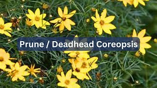 How To Prune or Deadhead Tickseed Coreopsis [upl. by Aenej]