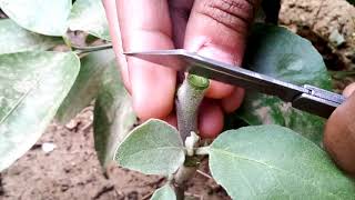 Graft tomato plant at homecleft grafting [upl. by Chaddie]