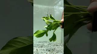 🚨NEW ANUBIAS🚨ANUBIAS HETEROPHYLLA Aquarium Plant For Sale [upl. by Sevy]