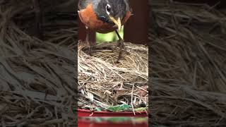 10 Fun Facts About Robins 🐦 Discover the RedBreasted Singersbirdsnatureanimals factspetviral [upl. by Elvyn95]