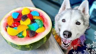 Rainbow Gummy Dog Treats 🌈 Easy DIY Dog Treats [upl. by Epotimet]