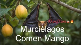 Murciélagos Comen Mango  Cali Chipichape cosecha de mango viralvideo animals mango cali humor [upl. by Ymme]