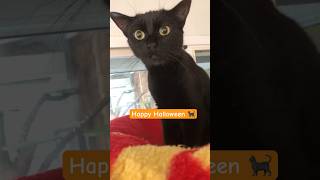 black shelter kitty heedful on Halloween shorts cat halloween scary catlover [upl. by Eiznekcam363]