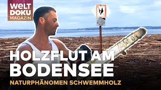 HOLZFLUT AM BODENSEE Vom Unwetter zur Chance  Bürger packen bei Holzbergung an  WELT Magazin Doku [upl. by Atnaloj88]