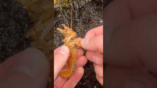 Eating Shrimp Parasite [upl. by Rexford]