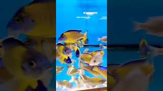 RAJAN AQUAFARM CICHLIDS KING MAKER TUTICORIN PH9486484789 WHATSAPP aquariumhobby [upl. by Eyak611]