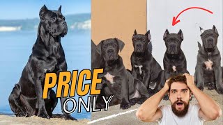 Cane corso puppies for sale  cane corso puppies price in india  By dogsbreedofficial 2023 [upl. by Nuriel490]