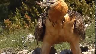 EATING BONES BEARDED VULTURE [upl. by Amatruda930]