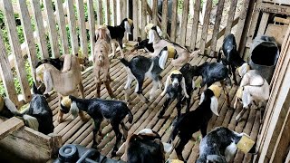 Dehorning 19 baby goats using Dr Naylor Dehorning Paste  Goat Farming Philippines [upl. by Essirehs674]