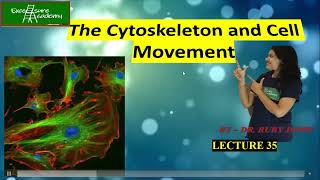 Cytoskeleton and Cell Movements Lecture35 Cell Biology Sliding Filament Theory Myosin proteins [upl. by Francesca70]