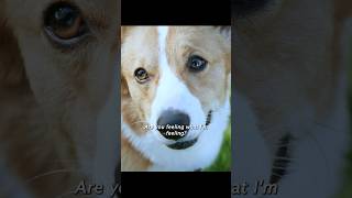 The dog knows he doesn’t have much time to spend with his owner eithershortsvideo viralvideo [upl. by Adlih940]