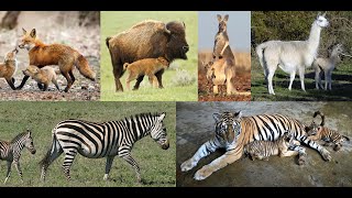 Animal Shows Predictions and Wishlist Growing Up Animal [upl. by Ramedlaw623]