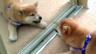 Funny Dogs Barking At Themselves In Mirrors Compilation 2016 [upl. by Lizabeth]