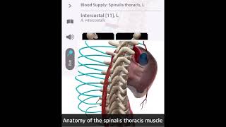 「解剖学」胸棘筋 Anatomy of the spinalis thoracis muscle Short [upl. by Taite]