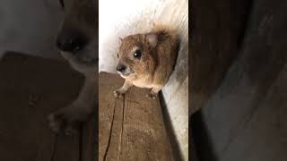 Hyrax Core  Part 3 shorts hyrax animals part3 [upl. by Parshall]